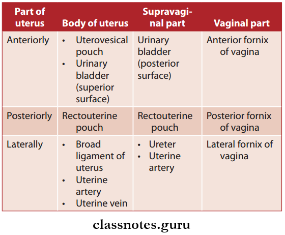 Male And Female Reproductive Organs Relations Of Different Parts Of Uterus