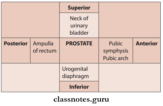 Male And Female Reproductive Organs Relations Of Prostate