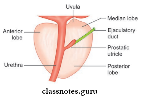 Male And Female Reproductive Organs Sagittal Section Through The Prostate To Show Its Lobes