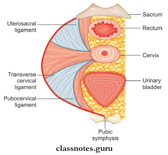 Male And Female Reproductive Organs Some Ligaments Of The Uterus