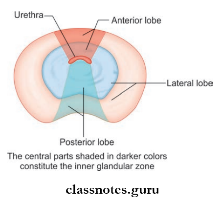 Male And Female Reproductive Organs Transverse Section Through The Prostate To Show Its Lobes