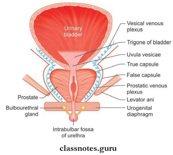Male And Female Reproductive Organs True And False Capsules Of The Prostate