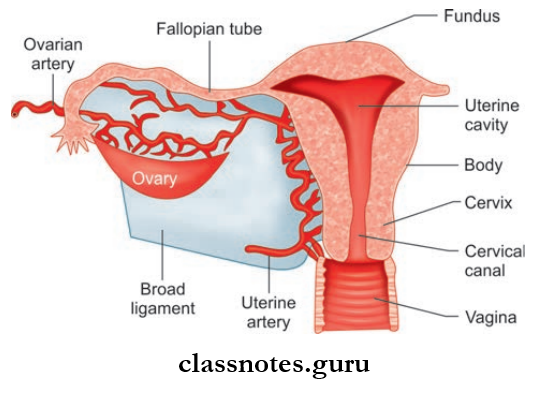 Male And Female Reproductive Organs Uterus, Uterine Tune And Ovary Seen From Posterior Aspect