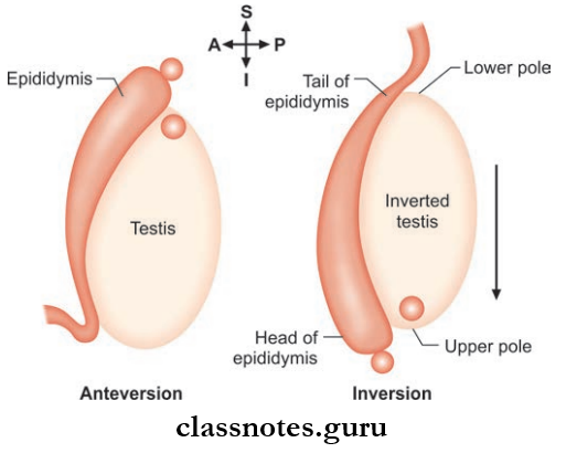 Male Genital Organs Anteversion Of Testis And Inversion