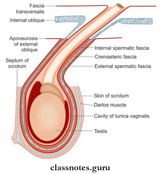 Male Genital Organs Coverings Of The Spermatic Cord And Testis
