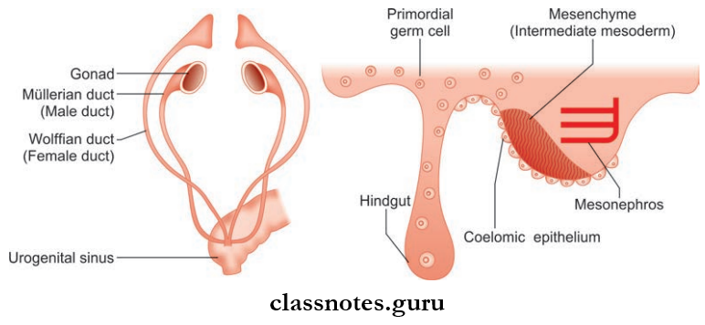 Male Genital Organs Development Of Gonads