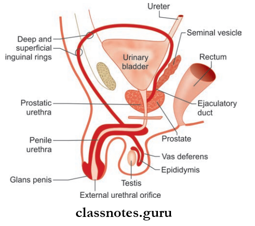 Male Genital Organs Sagittal Section Depicting The Location Of Various Organs Of Male Reproductive System