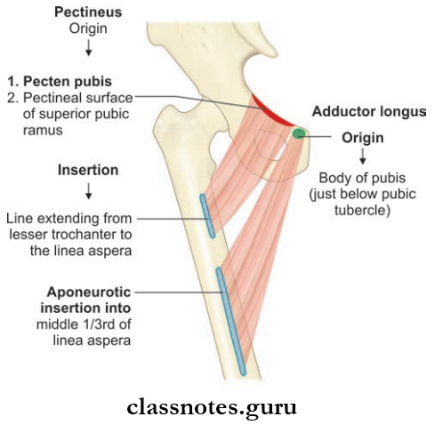 Medial Side Of Thing Arrangement Of Pectineus And Adductor Longus Muscles