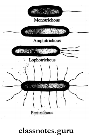 Morphology And Physiology Of Bacteria Arrangement of flagella