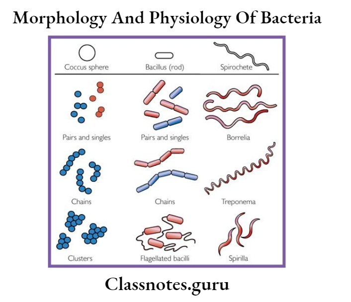 Morphology And Physiology Of Bacteria Clinical Microbiology