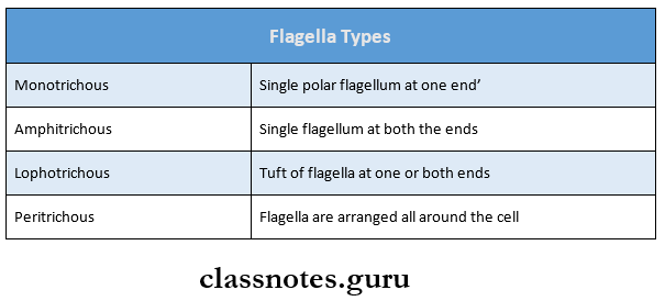 Morphology And Physiology Of Bacteria Flagella Types