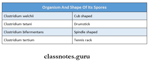 Morphology And Physiology Of Bacteria Organism And Shape Of Its Spores