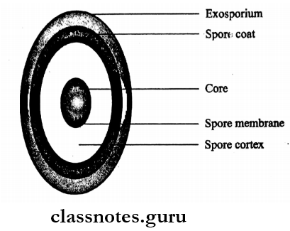 Morphology And Physiology Of Bacteria Structure of bacterial spore