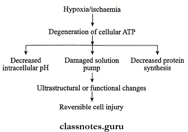 Morphology Of Cell Injury Reversible cell injury