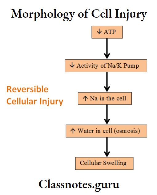 Morphology of Cell Injury