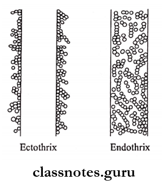 Mycology Ectothrix and endothrix