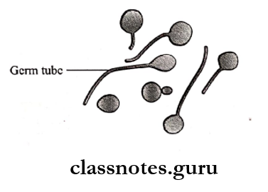 Mycology Germ tube formation