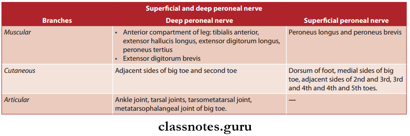 Nerve Supply Of Lower Limb Common Peroneal Nerve Branches And Innervation