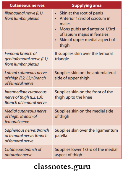 Nerve Supply Of Lower Limb Cutaneous Innervations Anterior Aspect Of Thigh
