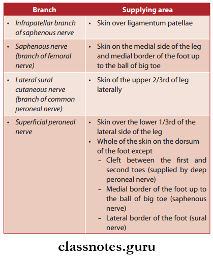Nerve Supply Of Lower Limb Cutaneous Innervations Front, Dosum, Lateral And Medial Side Of Leg