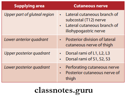 Nerve Supply Of Lower Limb Cutaneous Innervations