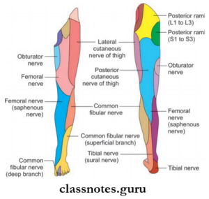 Nerve Supply Of Lower Limb Question And Answers - Class Notes