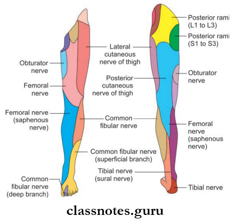 Nerve Supply Of Lower Limb Cutaneous Supply Of Lower Limb