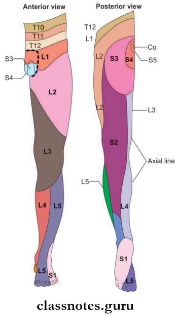 Nerve Supply Of Lower Limb Dermatomes Of Lower Limb