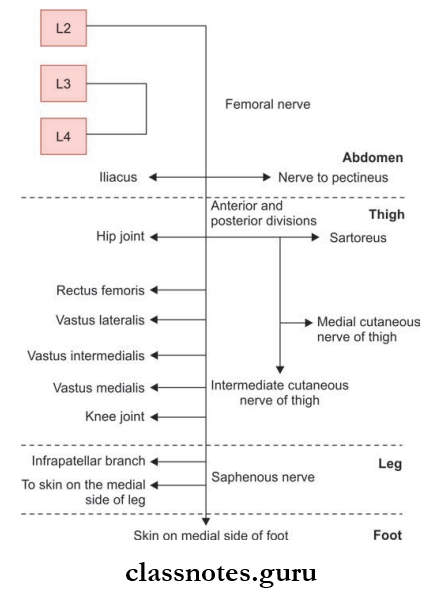 Nerve Supply Of Lower Limb Femoral Nerve
