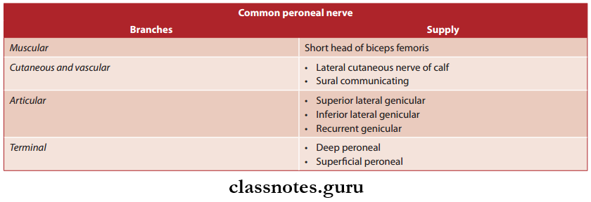 Nerve Supply Of Lower Limb Peroneal Nerve Branches And Innervation
