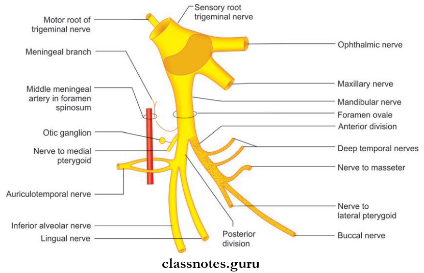 Nerves Of Head And Neck Branches Of The Mandibular Nerve