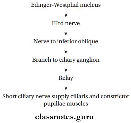 Nerves Of Head And Neck Ciliary Ganglion Secretomotor Fibers