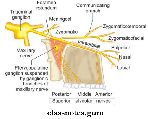 Nerves Of Head And Neck Course And Distribution Of Maxillary Nerve Through Its various Sensory Branches