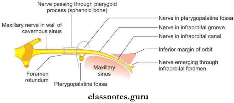 Nerves Of Head And Neck Course Of The Maxillary Nerve