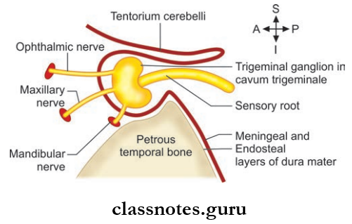 Nerves Of Head And Neck Dual Relations Of Trigeminal Ganglion