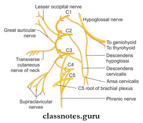 Nerves Of Head And Neck Formation And Branches Of Cervical Plexus