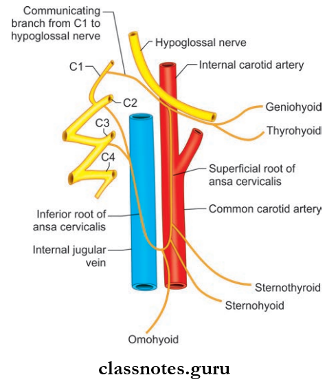Nerves Of Head And Neck Mode Of Innervation Of The Infrahyoid Muscles From The Cervical Plexus