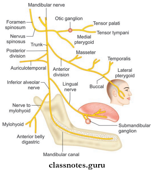 Nerves Of Head And Neck Motor And Sensory Braches Of Mandibular Nerve In Infratemporal Fossa