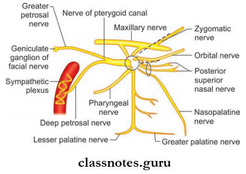 Nerves Of Head And Neck Pterygopalatine Ganglion Showing Its Roots And Branches