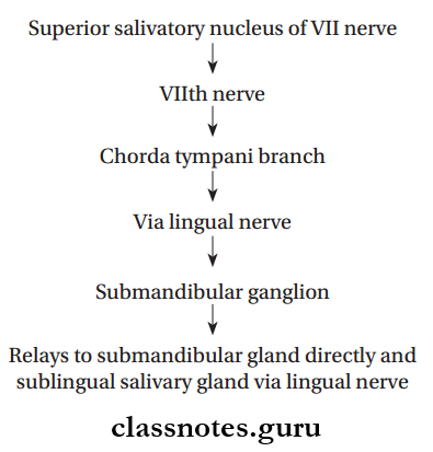 Nerves Of Head And Neck Submandibular Ganglion Secretomotor Fibers