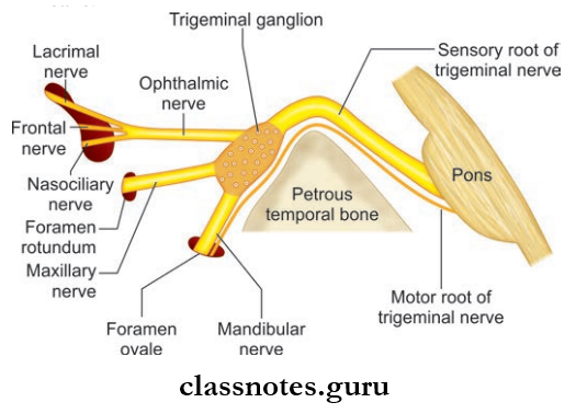 Nerves Of Head And Neck Trigeminal Ganglion