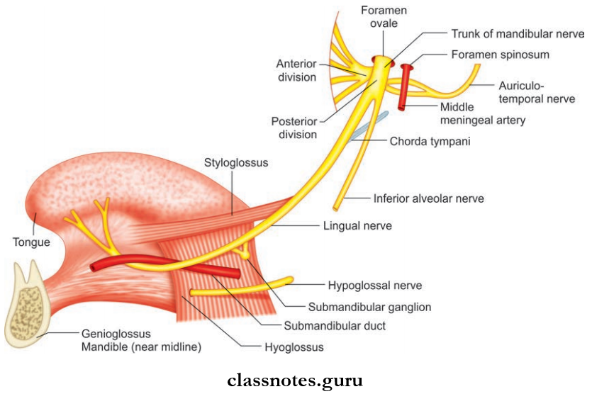 Nerves Of Head And Neck Triple Relation Of Lingual Nerve To Submandibular Duct
