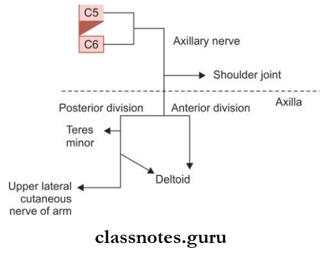 Nerves Of Upper Limb Axillary Nerve