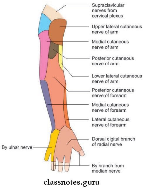 Nerves Of Upper Limb Cutaneous Nerve Supply Of The Back Of The Upper Extremity