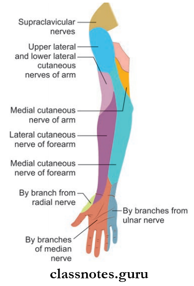 Nerves Of Upper Limb Cutaneous Nerve Supply Of The Front Of The Upper Extremity