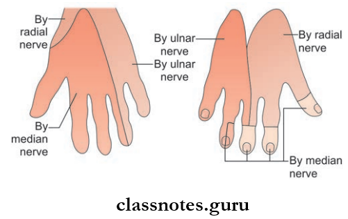 Nerves Of Upper Limb Cutaneous Nerve Supply Of The Hand