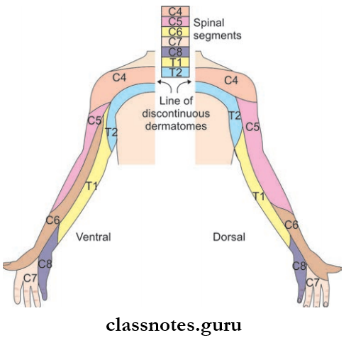 Nerves Of Upper Limb Dermatomes Of upper Limb From Ventral And Dorsal Aspects
