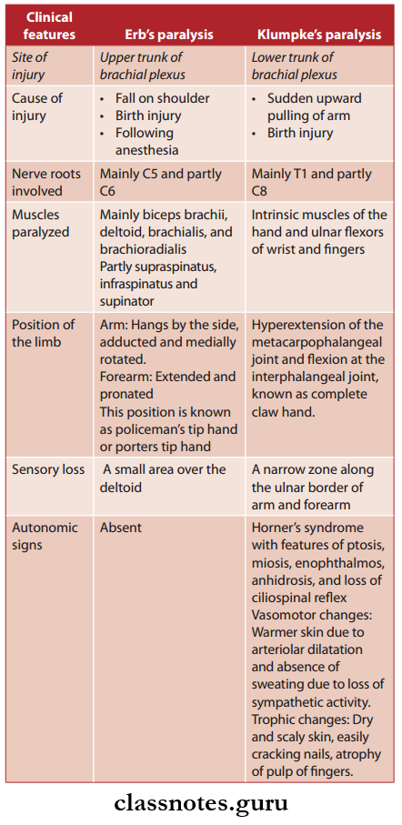 Nerves Of Upper Limb Erb's And Klumpke's Paralysis