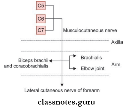 Nerves Of Upper Limb Musculocutaneous Nerve