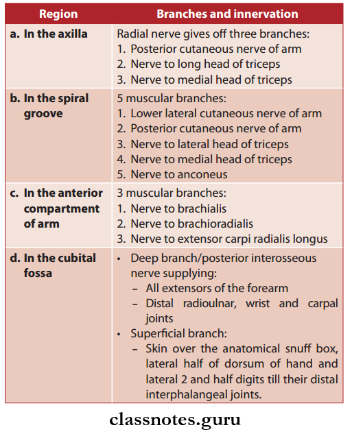 Nerves Of Upper Limb Radial Nerve